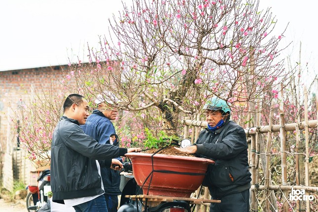 Nghỉ xe ôm truyền thống sang chở cây cảnh dịp Tết: Thu nhập hơn 1 triệu đồng/ ngày ảnh 1