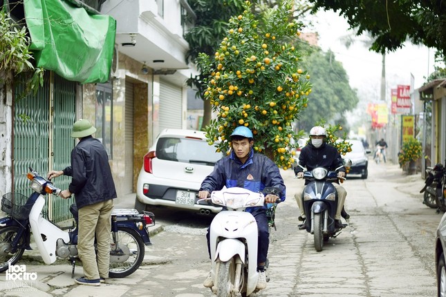 Nghỉ xe ôm truyền thống sang chở cây cảnh dịp Tết: Thu nhập hơn 1 triệu đồng/ ngày ảnh 2