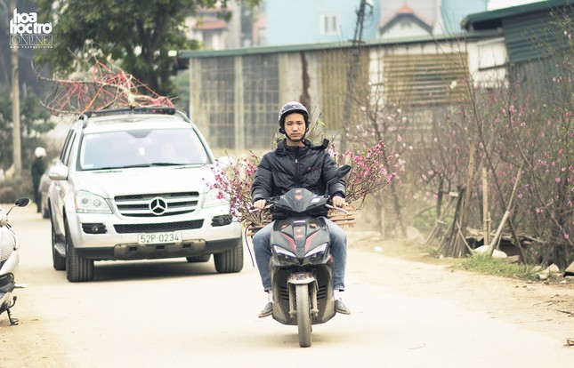 Nghỉ xe ôm truyền thống sang chở cây cảnh dịp Tết: Thu nhập hơn 1 triệu đồng/ ngày ảnh 3