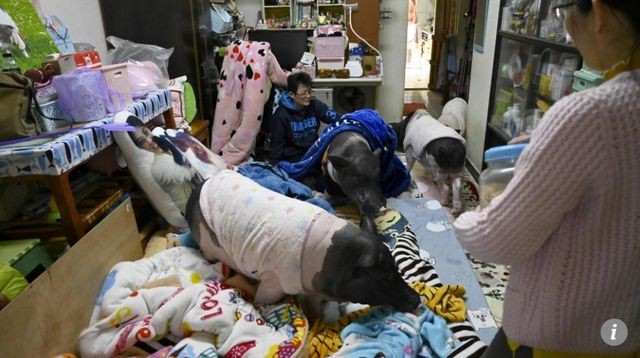 Kỳ lạ người phụ nữ nuôi bốn chú lợn làm “thú cưng” trong nhà ảnh 1