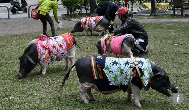 Kỳ lạ người phụ nữ nuôi bốn chú lợn làm “thú cưng” trong nhà ảnh 2