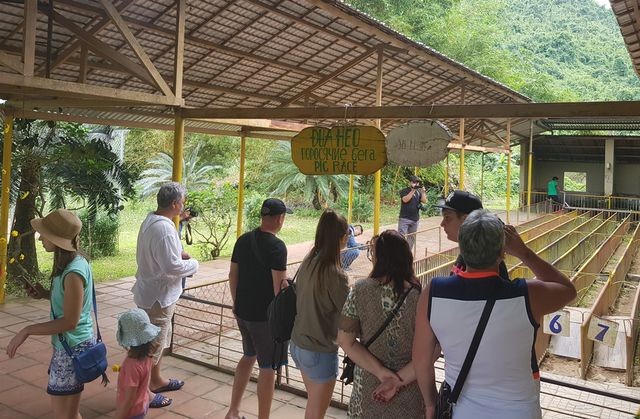 Mùng 2 Tết, cười "bể bụng" với bầy heo đua ảnh 2