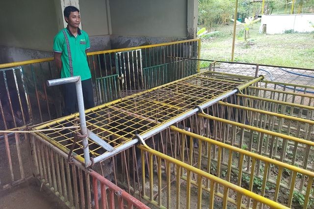 Mùng 2 Tết, cười "bể bụng" với bầy heo đua ảnh 3