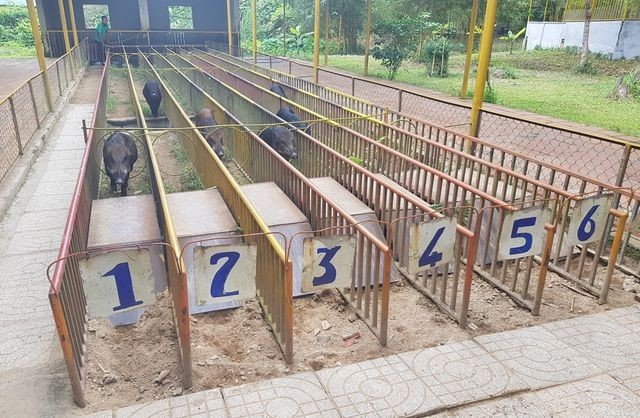 Mùng 2 Tết, cười "bể bụng" với bầy heo đua ảnh 4