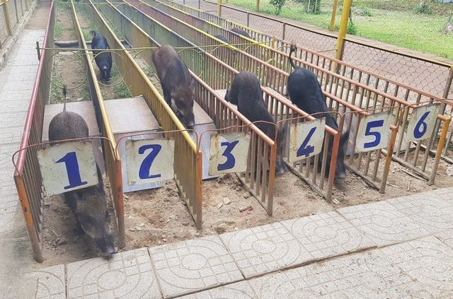 Mùng 2 Tết, cười "bể bụng" với bầy heo đua ảnh 5