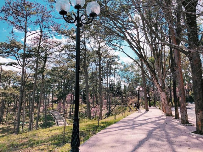 Đến Đà Lạt, đừng quên ghé qua ngôi trường Đại học đẹp xinh như phim trường điện ảnh ảnh 1