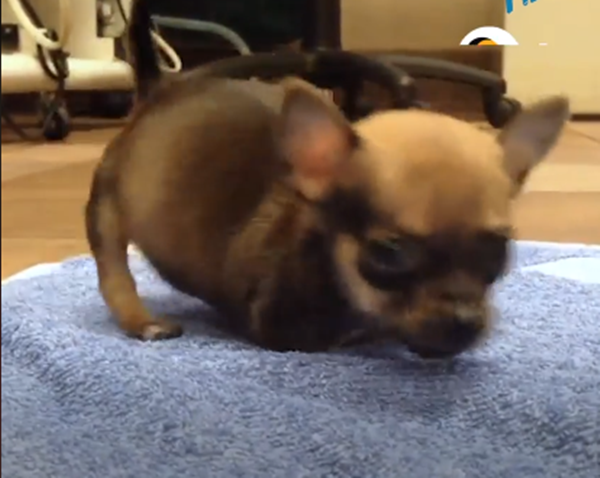 Đáng yêu hết nấc: Cặp đôi Chihuahua chỉ có 2 chân ảnh 1