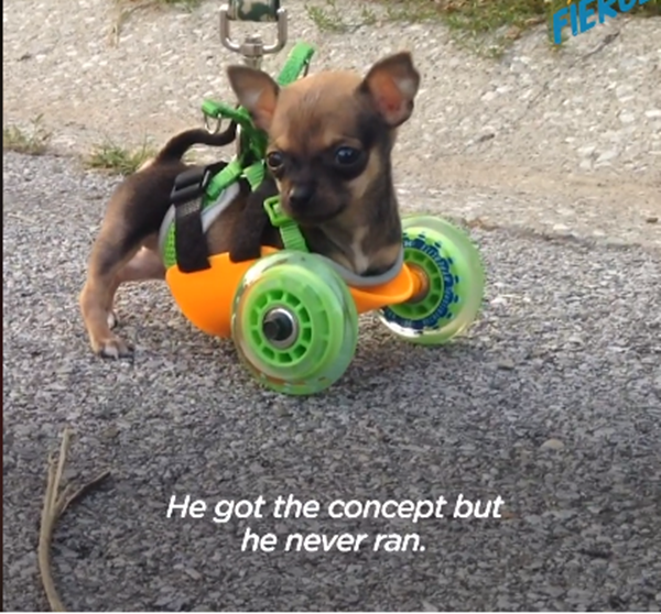 Đáng yêu hết nấc: Cặp đôi Chihuahua chỉ có 2 chân ảnh 3
