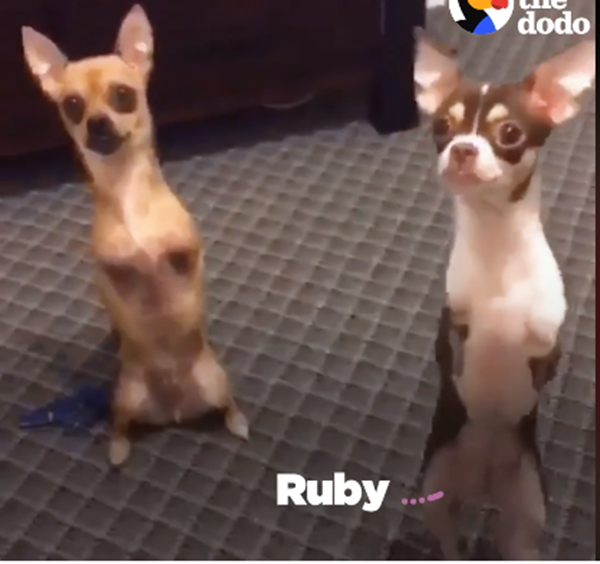 Đáng yêu hết nấc: Cặp đôi Chihuahua chỉ có 2 chân ảnh 5