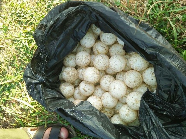 Luộc trứng rùa biển quý hiếm ăn còn "khoe" lên MXH, cô gái có nguy cơ bị phạt 50 triệu đồng? ảnh 5