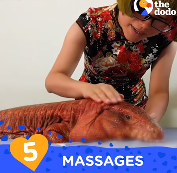 Yêu hết nấc - "người tình" thằn lằn đỏ của tôi ảnh 1