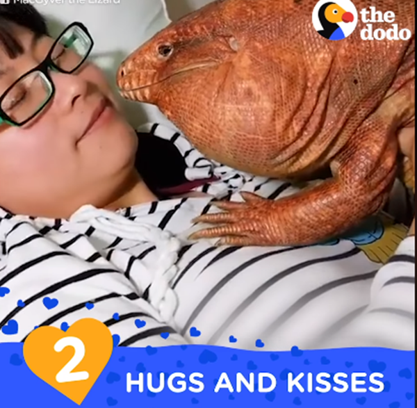Yêu hết nấc - "người tình" thằn lằn đỏ của tôi ảnh 6