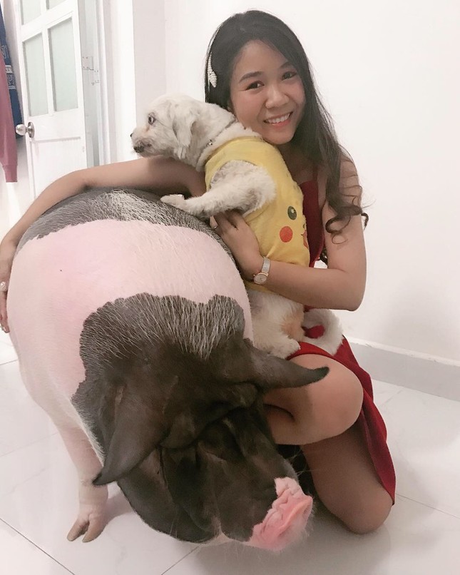 Thiếu nữ "khốn đốn" vì heo cảnh 2 kg tăng cân hơn 1 tạ, đòi ăn ngủ cùng chủ ảnh 5