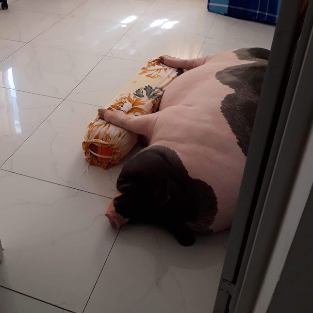 Thiếu nữ "khốn đốn" vì heo cảnh 2 kg tăng cân hơn 1 tạ, đòi ăn ngủ cùng chủ ảnh 8