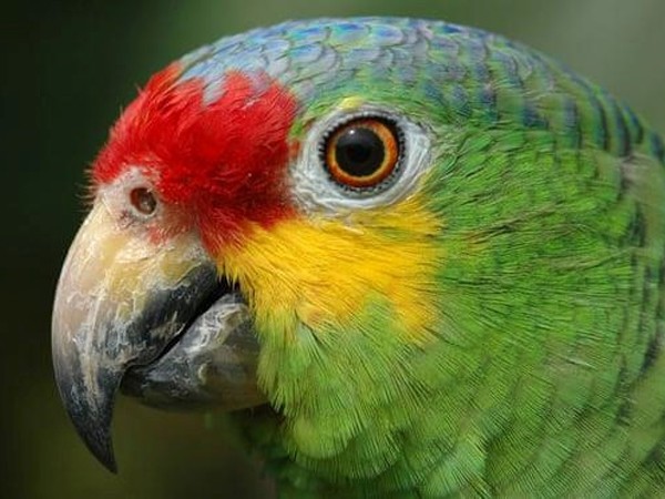 Vẹt bị bắt giam vì canh gác cho băng nhóm buôn ma túy ở Brazil ảnh 1