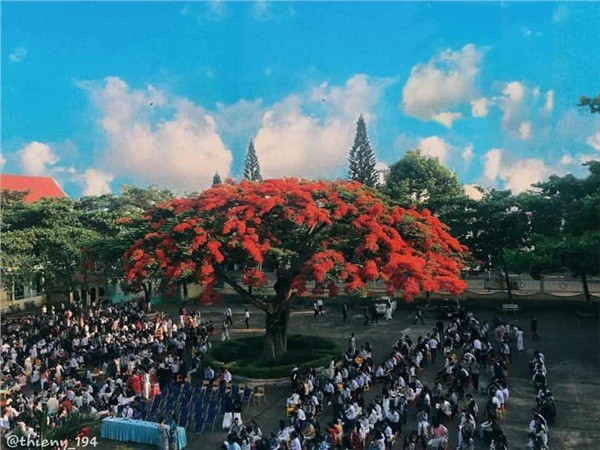 Sau cơn mưa, thấy phượng rụng đầy sân, teen liền nhanh trí "mượn phượng tỏ tình" ảnh 1