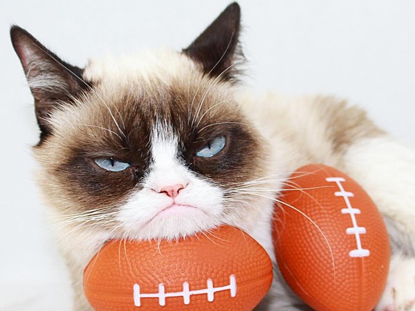 Mèo Grumpy nổi tiếng thế giới ra đi ảnh 1