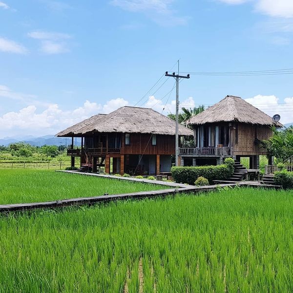 Cây cầu gỗ giữa đồng ruộng xanh rì khiến người ta phải thốt lên: Lào đẹp đến thế này ư? ảnh 12