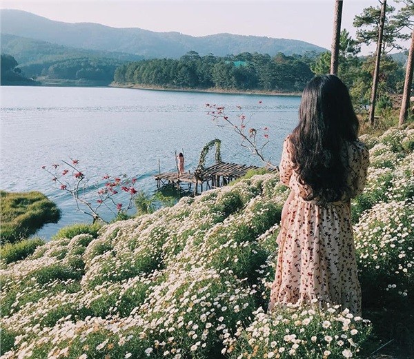 Đến Đà Lạt vào tháng 6: Lạc lối trong màu trắng tinh khôi của vườn cúc họa mi bên bờ hồ ảnh 6