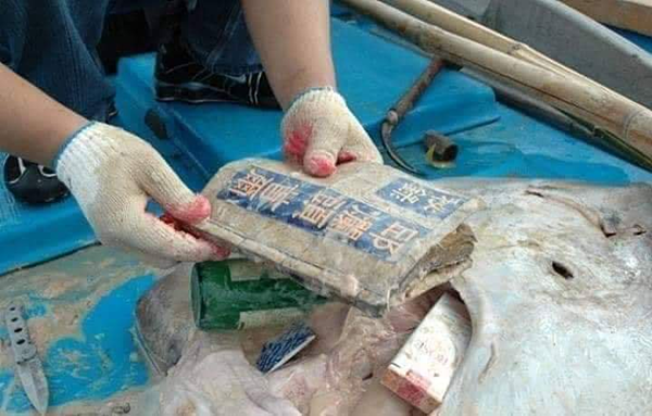 Cá đuối gai độc chết vì nuốt phải sách, máy ảnh ảnh 2