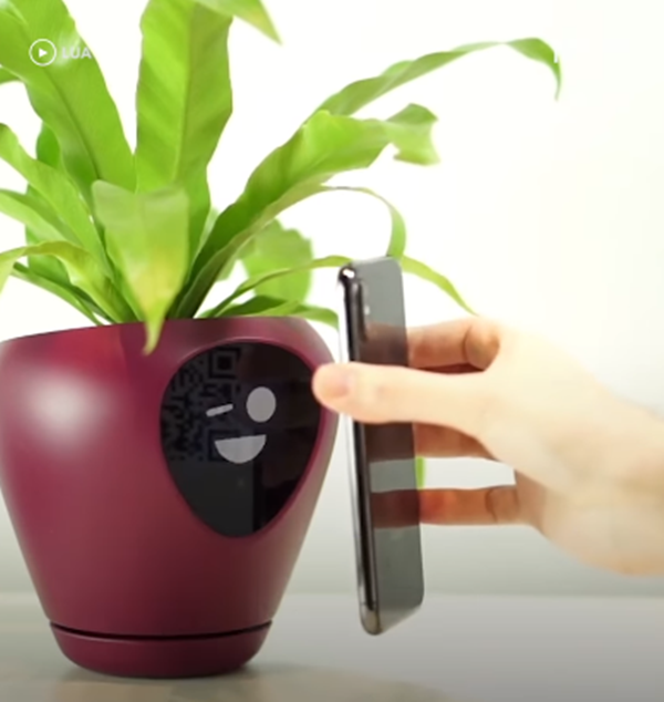 Cây "biết nói" - Thú vui độc lạ dành cho hội săn cây cảnh ảnh 4