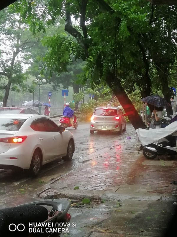 Hú hồn hình ảnh người đi đường thoát nạn trong gang tấc vì cây đổ do mưa bão ở Hà Nội ảnh 7