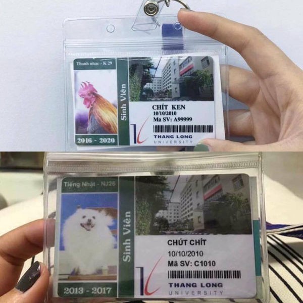 Trường Đại học cấp cả thẻ sinh viên cho… chó và gà, đầy đủ thông tin, mã số sinh viên ảnh 1