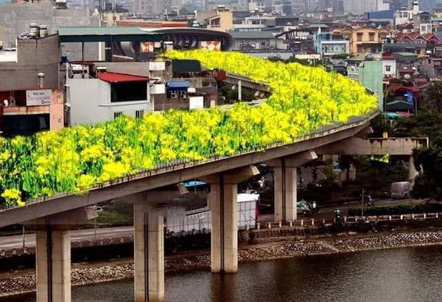 Bất ngờ hình ảnh "chế" đường sắt trên cao Cát Linh - Hà Đông thành con đường hoa cải ảnh 1