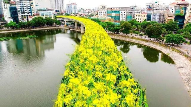 Bất ngờ hình ảnh "chế" đường sắt trên cao Cát Linh - Hà Đông thành con đường hoa cải ảnh 2