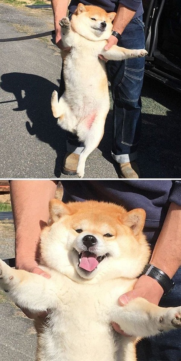 Các "thánh ảnh chế" tái xuất khi biết tin chú chó Shiba Inu được đóng vai "cậu Vàng" ảnh 2