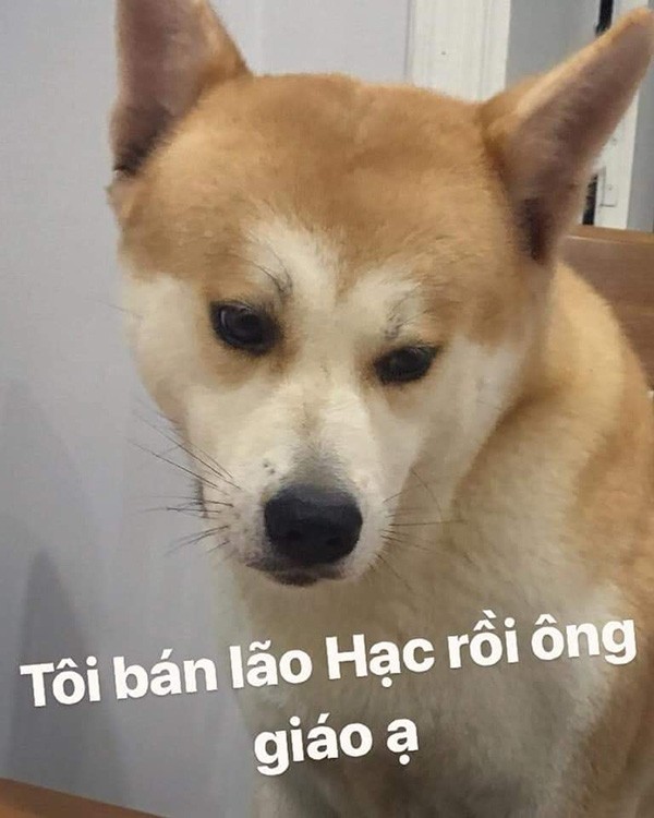 Các "thánh ảnh chế" tái xuất khi biết tin chú chó Shiba Inu được đóng vai "cậu Vàng" ảnh 7