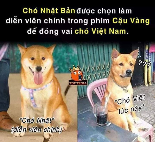 Các "thánh ảnh chế" tái xuất khi biết tin chú chó Shiba Inu được đóng vai "cậu Vàng" ảnh 9
