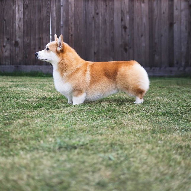 "Corgi siêu vòng ba" nổi tiếng không kém Kim Kardashian: Chân ngắn, mình tròn, mông trái tim ảnh 2