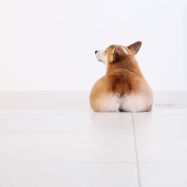 "Corgi siêu vòng ba" nổi tiếng không kém Kim Kardashian: Chân ngắn, mình tròn, mông trái tim ảnh 3