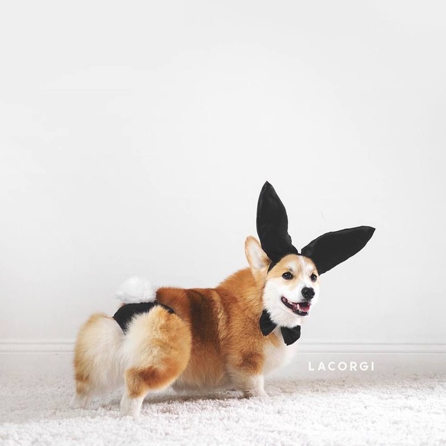 "Corgi siêu vòng ba" nổi tiếng không kém Kim Kardashian: Chân ngắn, mình tròn, mông trái tim ảnh 5
