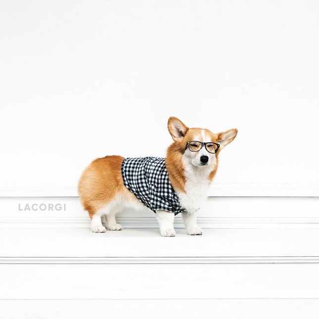 "Corgi siêu vòng ba" nổi tiếng không kém Kim Kardashian: Chân ngắn, mình tròn, mông trái tim ảnh 7