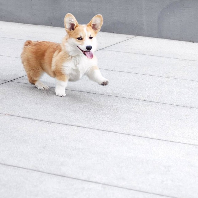 "Corgi siêu vòng ba" nổi tiếng không kém Kim Kardashian: Chân ngắn, mình tròn, mông trái tim ảnh 8