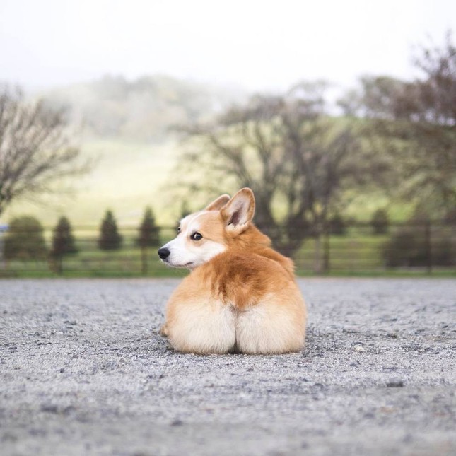 "Corgi siêu vòng ba" nổi tiếng không kém Kim Kardashian: Chân ngắn, mình tròn, mông trái tim ảnh 10