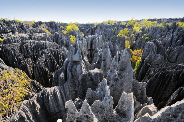 Rừng đá nhọn như vót chông ở Madagasca ảnh 2