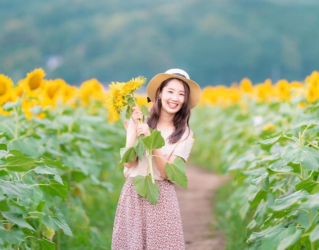 Đồng hoa hướng dương triệu bông ở Nhật đẹp như tranh khi mùa Thu đến ảnh 7