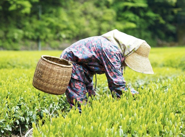 Làm việc tới biến dạng tay, thực tập sinh tại Nhật vẫn bị đuổi về nước ảnh 2
