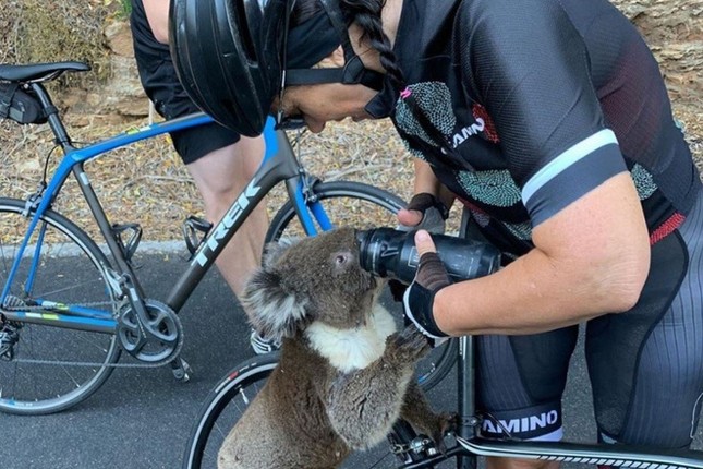 2 chàng trai cho gấu koala vào ôtô để thoát khỏi cháy rừng ở Australia ảnh 3