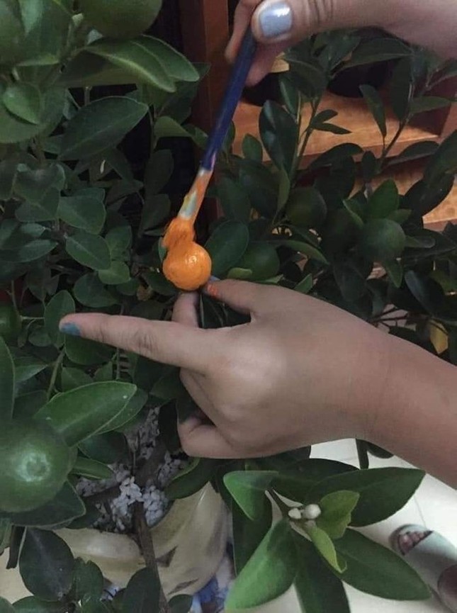 Tết đã đến mà quất vẫn chưa chịu chín, dân học vẽ nảy ra sáng kiến khiến dân mạng cười lăn ảnh 2