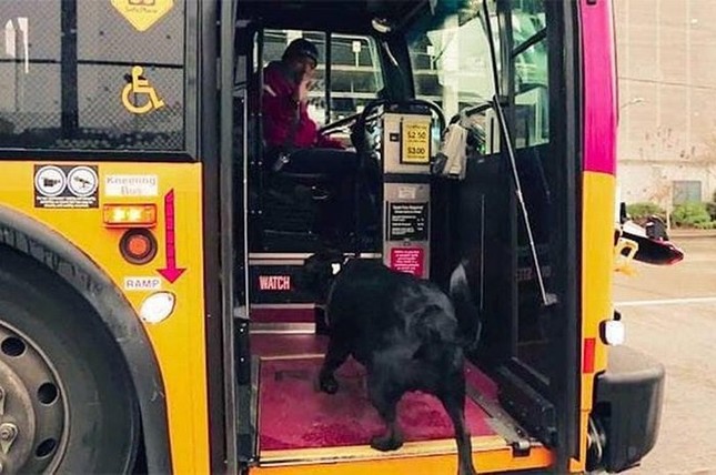 Cô chó thông minh biết tự đón xe bus "gây bão" trên mạng xã hội ảnh 1