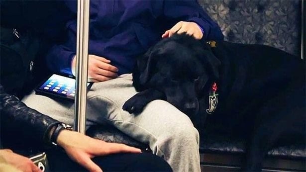 Cô chó thông minh biết tự đón xe bus "gây bão" trên mạng xã hội ảnh 3