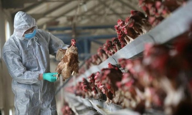 Cúm gà H5N1 bùng phát tại Hồ Nam giữa đại dịch corona ảnh 1