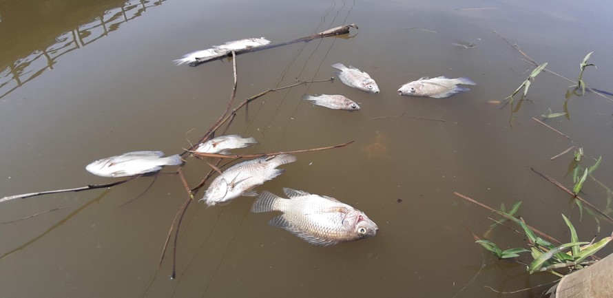 Cá chết nổi trắng sông Bàn Thạch ở Quảng Nam vì nhiễm mặn