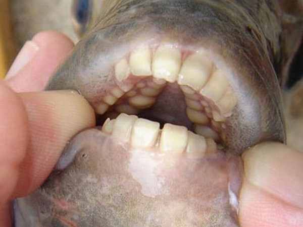 Cá có hàm răng như người