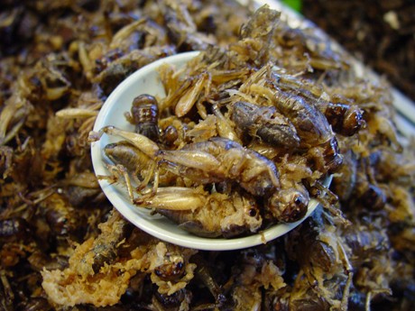 Liên Hợp Quốc kêu gọi nhân loại ăn côn trùng