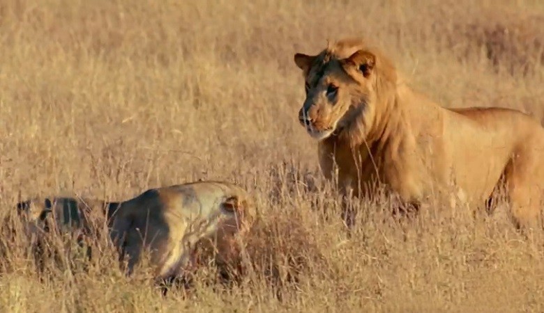 Sư tử cái xoay xở chạy thoát sư tử đực và cá sấu